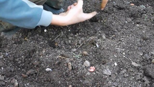 Посадка винограда, фасоли и бобов смотреть онлайн