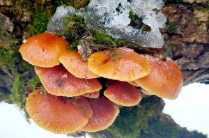 ❗12 февраля ❗ЗИМНИЕ ОПЯТА И ИУДИНЫ УШКИ  ПОРАДОВАЛИ ??❗.mp4