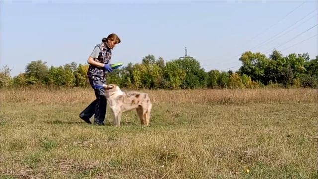 Работа на семинаре по фризби-фристайлу - австралийская овчарка Персик часть 1.mp4