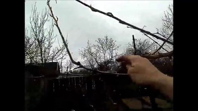 Убирая почки, формируем крону смотреть онлайн