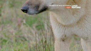 Тайны дикой природы Австралии: Собаки динго