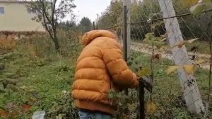 Подготовка кустов малины к зиме