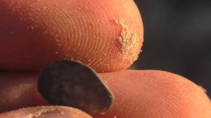 ОТКОПАЛ В ПОЛЕ СТАРИННЫЕ МОНЕТЫ И НЕОБЫЧНЫЕ НАХОДКИ ПОИСК МОНЕТ МЕТАЛЛОИСКАТЕЛЕМ КОП ПО СТАРИНЕ 202