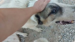 Ташкент.  Помогайте приютам!