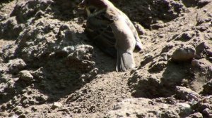 Воробьи окапываются