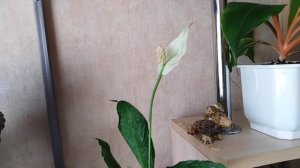 Комнатные цветы. Ядовитые комнатные растения в моей коллекции.