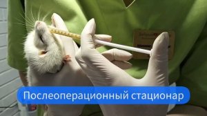 Удаление опухоли молочной железы у крысы