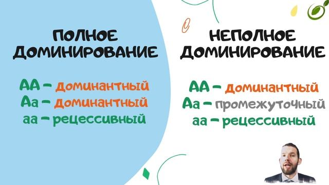 Л.10 | МНОЖЕСТВЕННОЕ ДЕЙСТВИЕ И ВЗАИМОДЕЙСТВИЕ ГЕНОВ | ГЕНЕТИКА | ОБЩАЯ БИОЛОГИЯ ЕГЭ смотреть онлайн