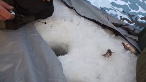 Трофейный карась в Танеевке, Пензенская область