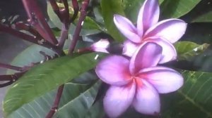 A purple plumeria flower plant, some are still changing the color [Nature & Animals]