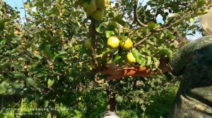 Яблоня Эвелина обзор сорта