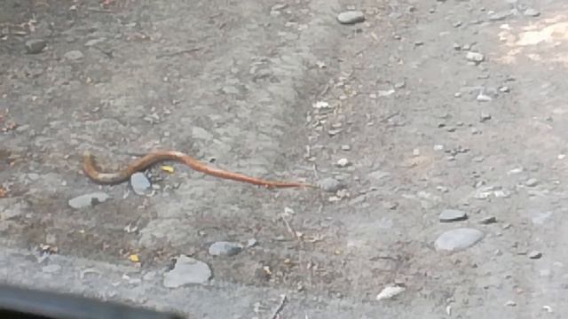Змея в Самурском лесу Дагестана