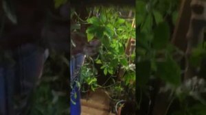 002Джиаогулан--трава бесмертия  -гиностема ---сайт супер-огород 7910 орг тел 8-906-351-1000