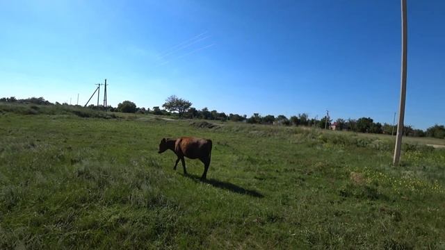 Уехали в деревню | Северный Крым | Vlog | село Островское смотреть онлайн