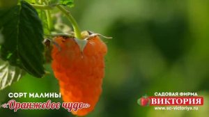 Ремонтантная малина «Оранжевое Чудо»