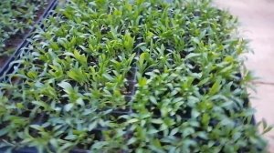 Густые всходы и буйный рост Алиссума из мульти-драже. Рассаде 3 недели. Что с ним делать?