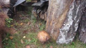 Грибы в Кирилловском