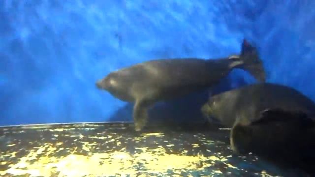 Обнимашки нерпов Байкал 14.08.2013 смотреть онлайн