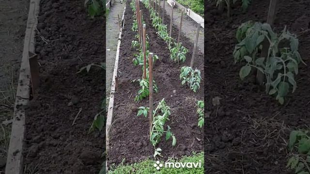 Высадка индетерминантных томатов в открытый грунт.