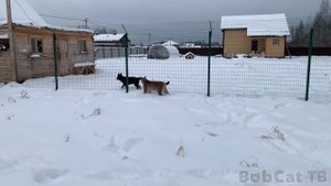 ЧИСТИМ СНЕГ С РЫСЯМИ ⧸ Ханна подружилась с щенком.