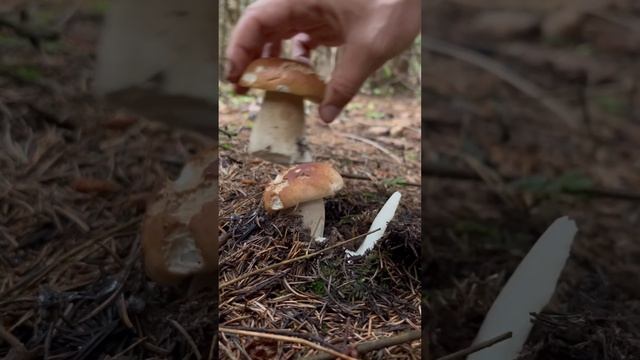 Манатарки mushrooms funghi nature