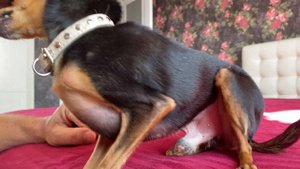 Ласковый Русский Той Терьер