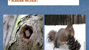 1Изменения в жизни растений и животных зимой