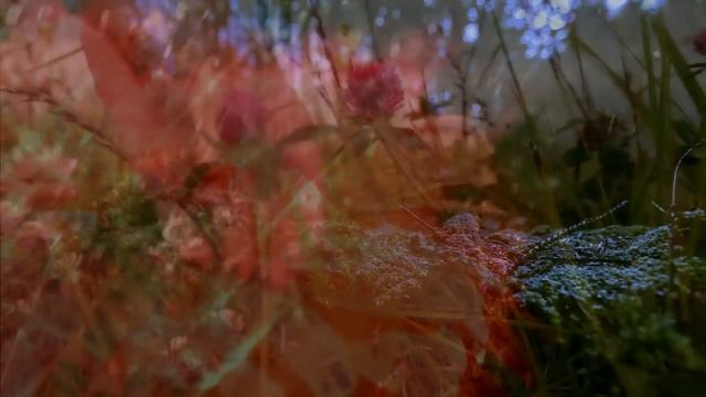 Светлана Киракосян - Перунов цветок смотреть онлайн