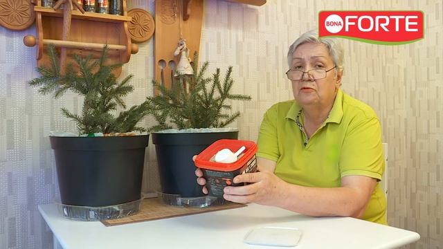 Подкормите этим хвойные ОСЕНЬЮ!