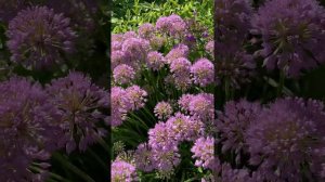 Plant Spotlight Allium 'Millenium'