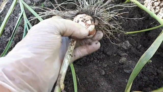 Яровой чеснок пора убирать!!! смотреть онлайн