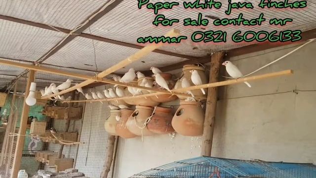Java Finches|Exhibition Java Finches, location Sargodha, for sale at reasonable price смотреть онлайн