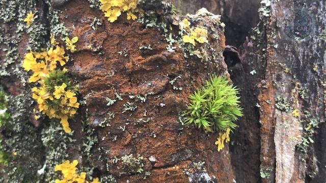 Мох Лишайники и Плесень Гибнут Сразу От Этого Средства! Безопасный Для Человека и Сада! смотреть онлайн