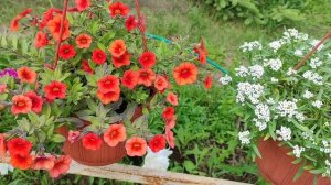 ?Мои любимые растения!  ?Самые лучшие!Украшаем балкон.