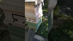 пчелосемьи в мае... есть возможность получить майский мёд. противороевые отводки