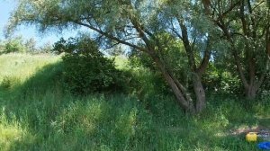 DDE WP 250 Насос (мотопомпа) ДЛЯ ДАЧИ