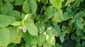 2 июля 2022г. ОГОРОДНИЙ ПРИВЕТ клубника огурцы томаты ПОВЕСИЛИ СВЕТИЛЬНИКИ