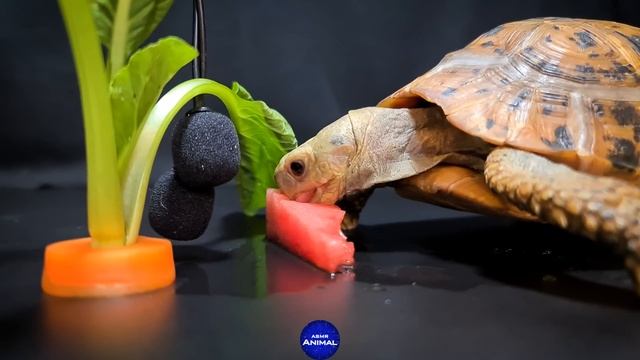 ASMR MUKBANG | TURTLE TORTOISE EATING FOOD 먹방 ?98 смотреть онлайн