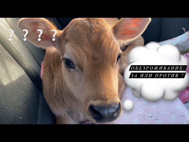 Обезроживание тёлочки . Экскурсия на экоферму.
