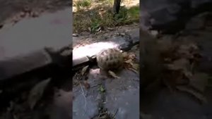 Река Каферниган и Явроз летом. Ромитское ущелье. Природа Таджикистана.