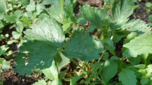 Избавляемся от долгоносика.