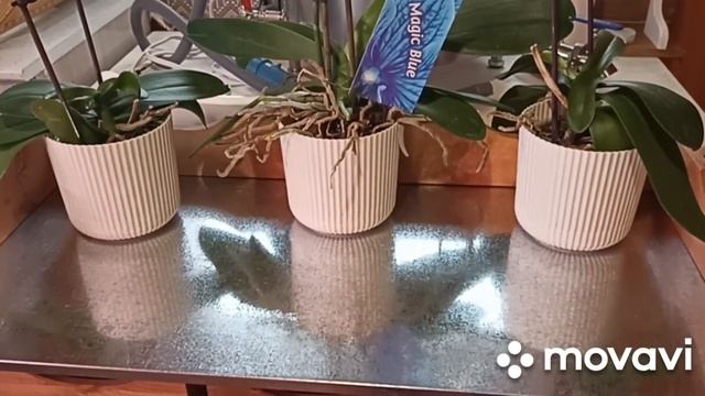 ВАШИ ПОДАРКИ В МОЕЙ ЖИЗНИ смотреть онлайн