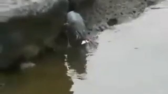 Prosto Fakt Птица рыбачит с помощью приманки смотреть онлайн