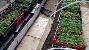 Окуривание теплицы серной шашкой