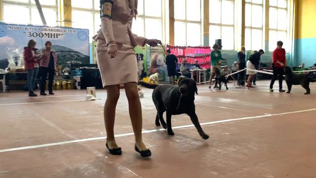 Монопородная выставка г.Миасс 25.01.2020 смотреть онлайн