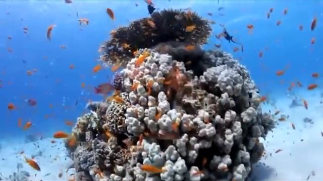 Красное море.Красота моря. смотреть онлайн