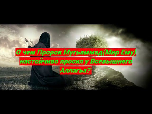 О чем так усердно просил пророк Мухаммад (Мир ему) у Всевышнего?/ #призывмусульман