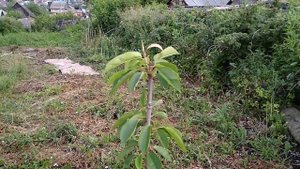 #Оргонит.  #Orgonite.  Уникальные свойства.