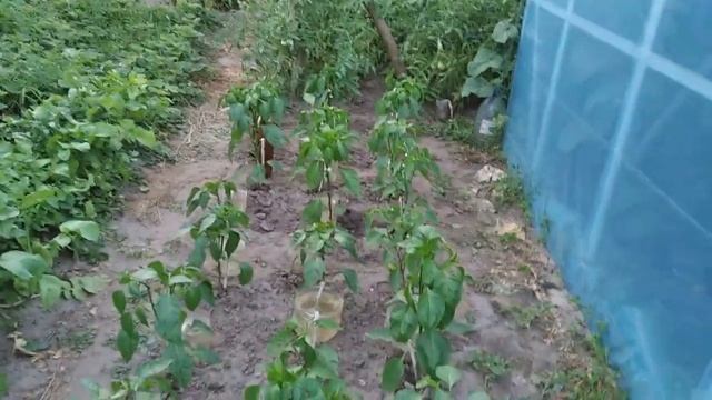 Простой капельный полив для перца.