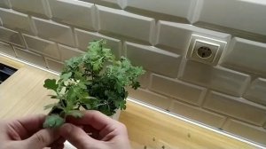 Обрезка хризантемы, которая растет дома!